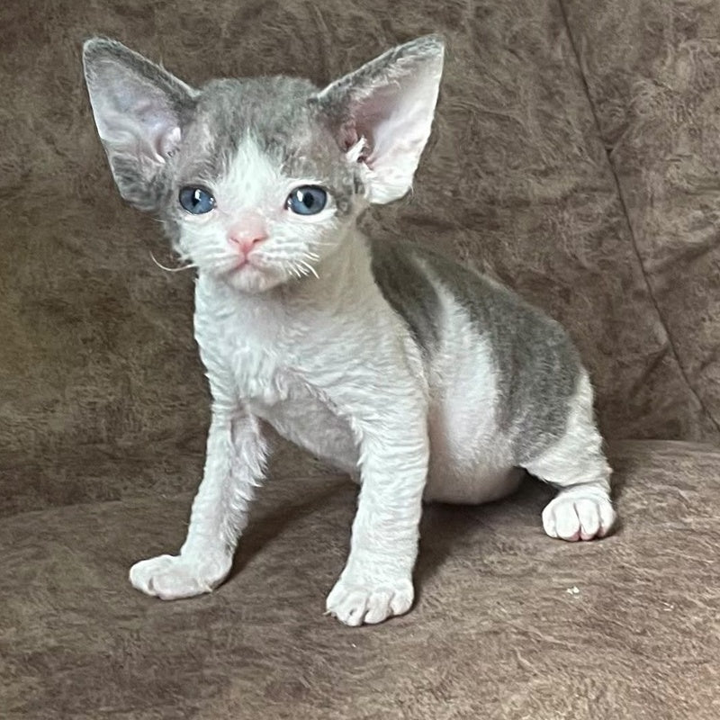 Vasilisa Devon Rex female, blue bicolour