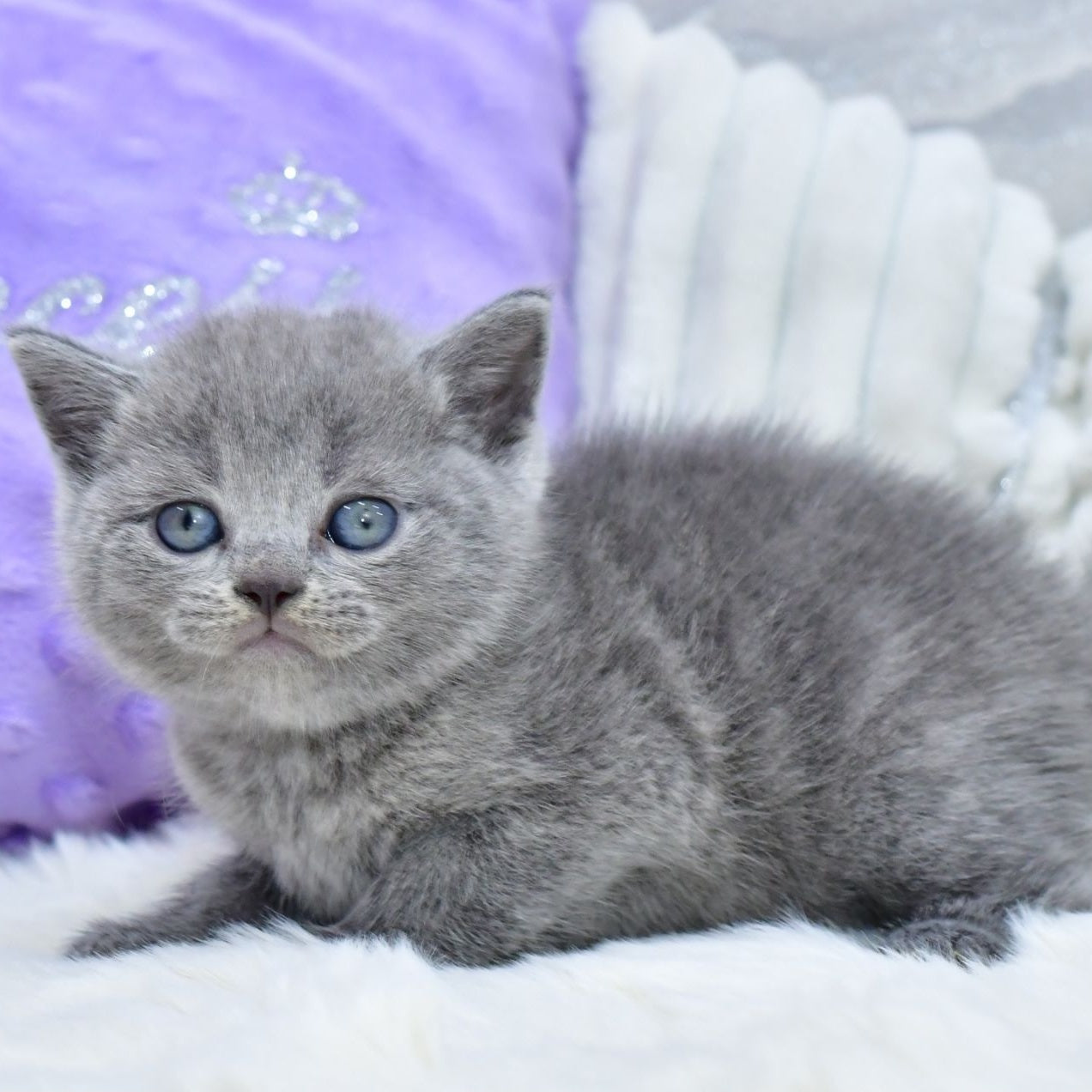 Leo Scottish Straight male, blue