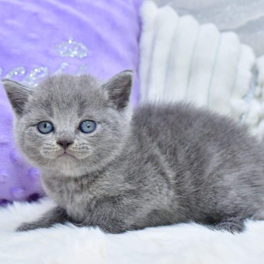 Leo Scottish Straight male, blue
