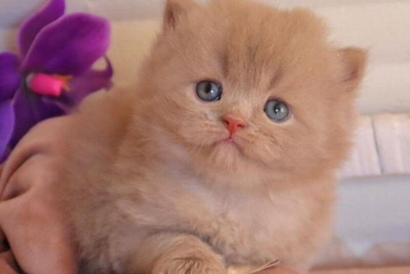 Benjamin British Longhair male fawn - live animals
