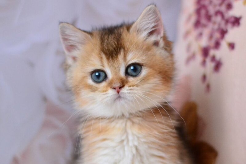 Fifa British Shorthair female, black golden ticked tabby