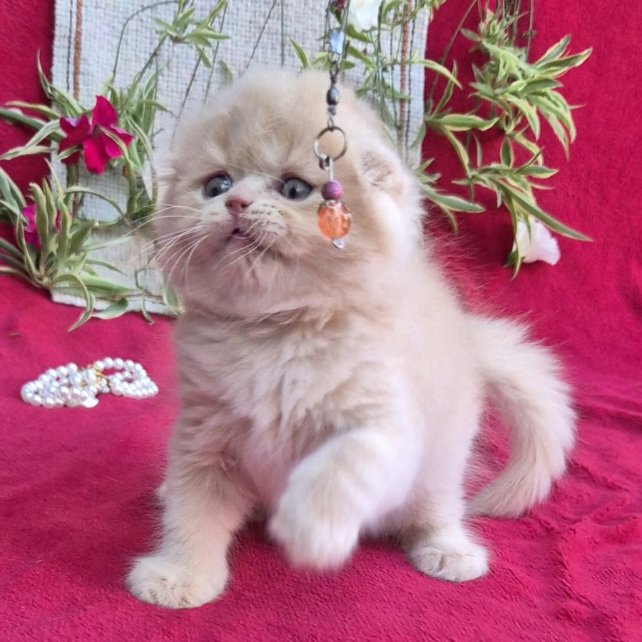 Milo Scottish Fold male, cream