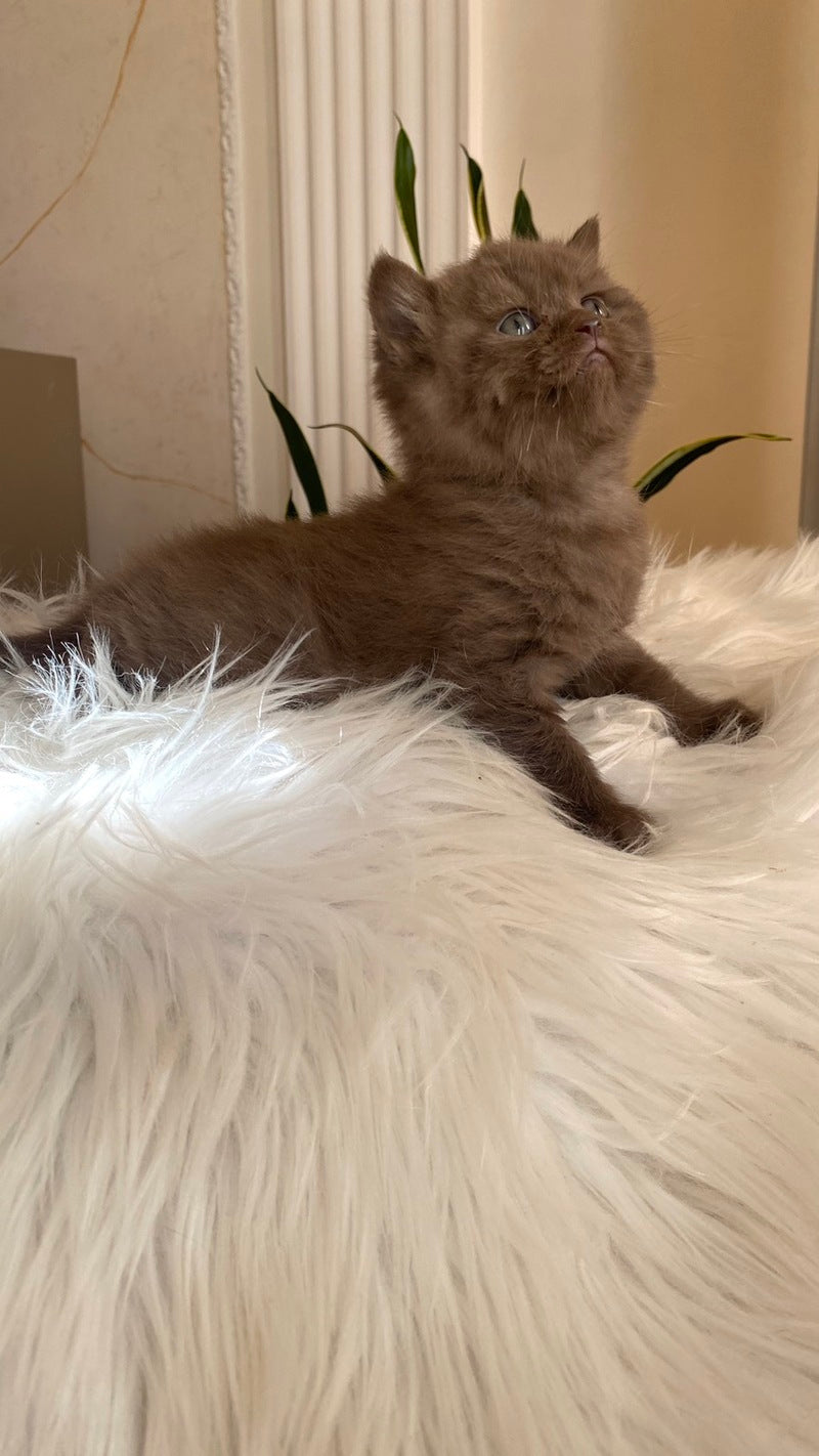 Zlata British Shorthair female chocolate - live animals