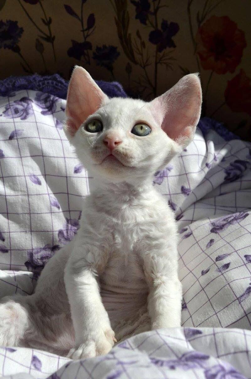 Charlie Devon Rex female, white