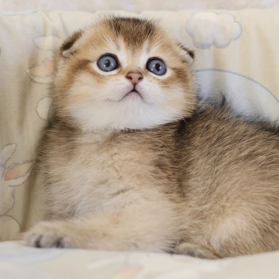 Erik Scottish Fold male, black golden ticked tabby
