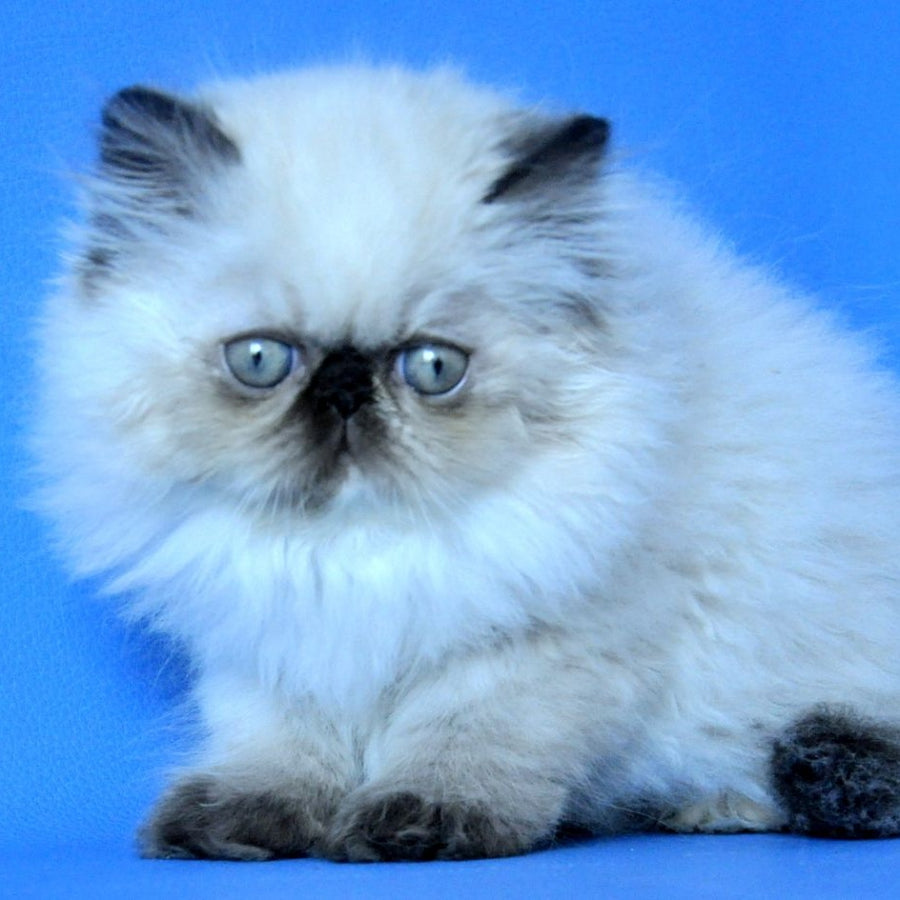 Philadelfia Persian female, black pointed