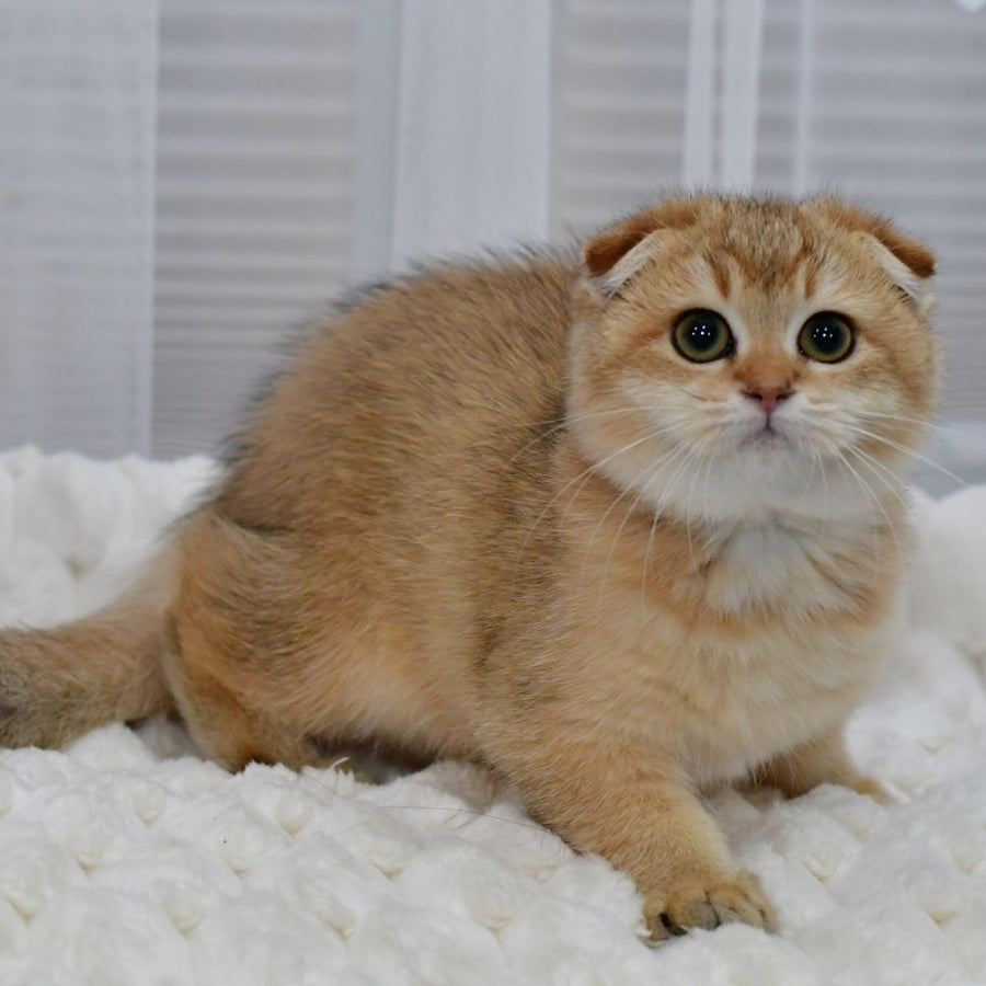 Maya Scottish Fold female, black golden shaded