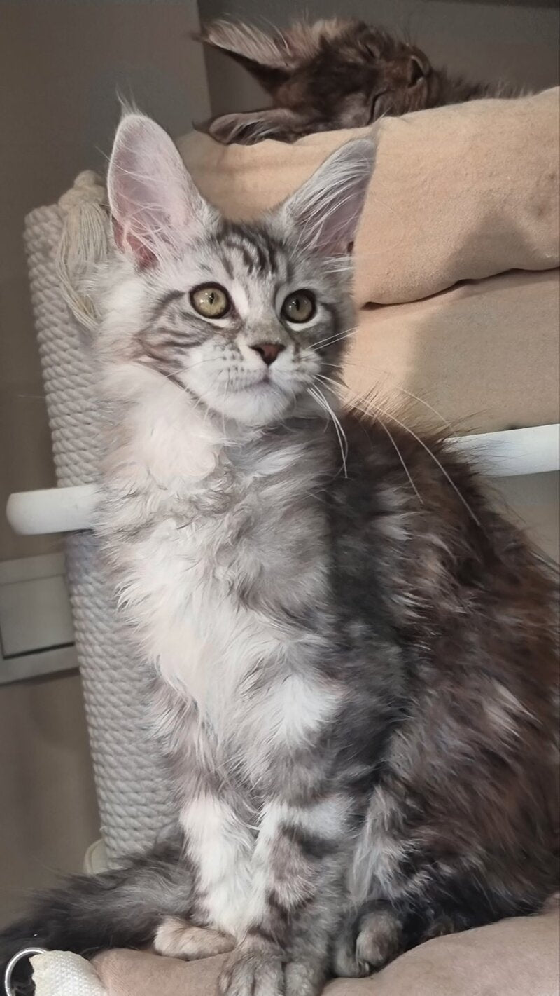 Clinta Maine Coon female black silver tabby - live animals