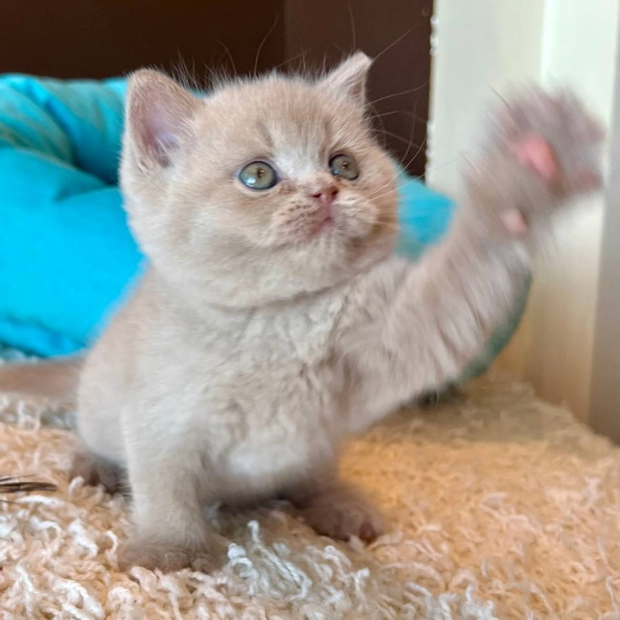 Pamela British Shorthair female, fawn