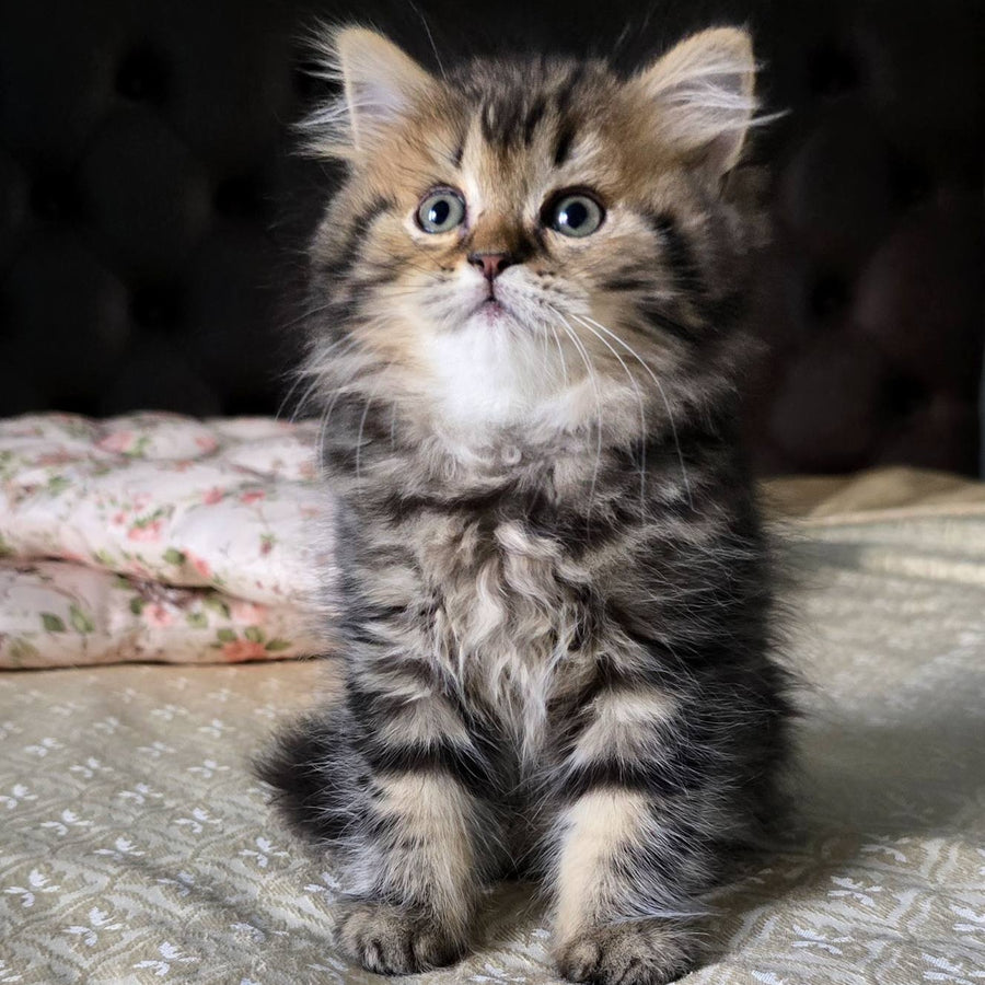 Dakota Scottish Straight female, black tabby