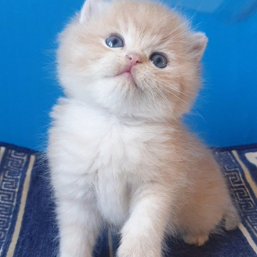 Tom British Shorthair male, lilac golden chinchilla