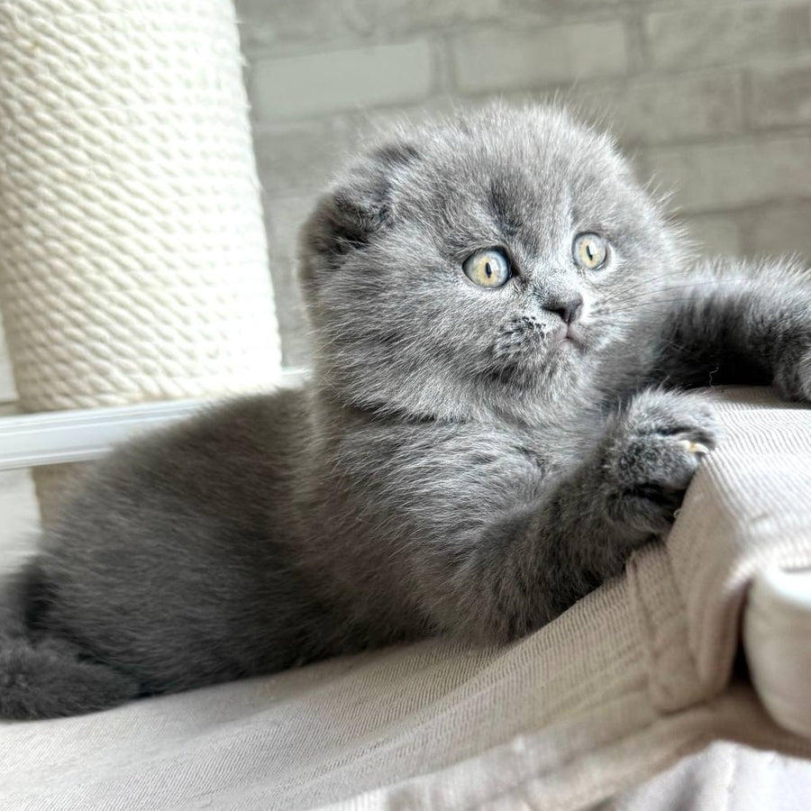 Nora Scottish Fold female, blue