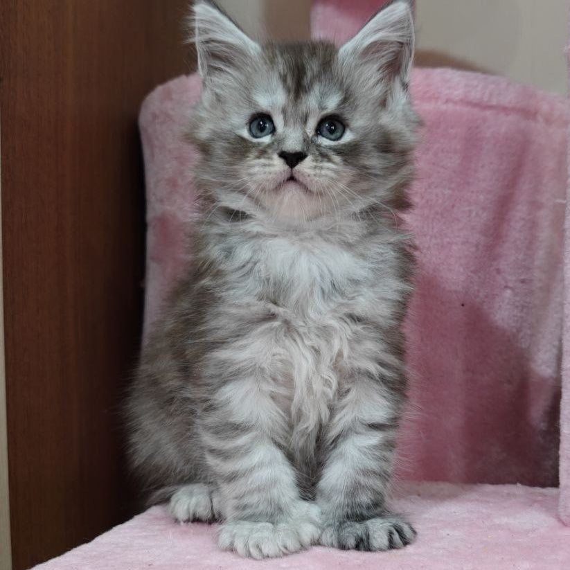 Favourite Maine Coon polydactyl 6x6x6x6 male, black silver ticked tabby