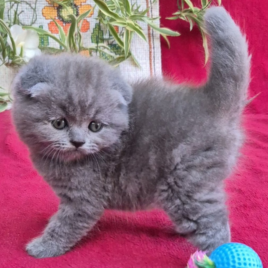 Lola Scottish Fold female, blue