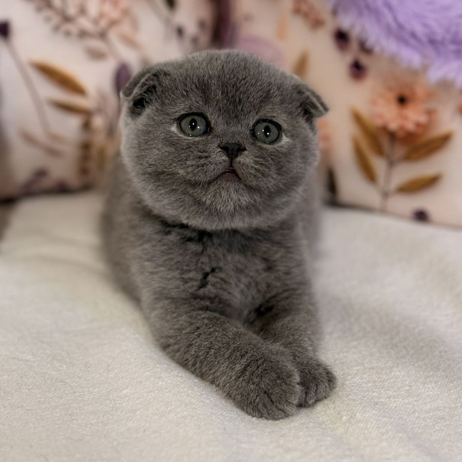 Polinochka Scottish Fold female, blue