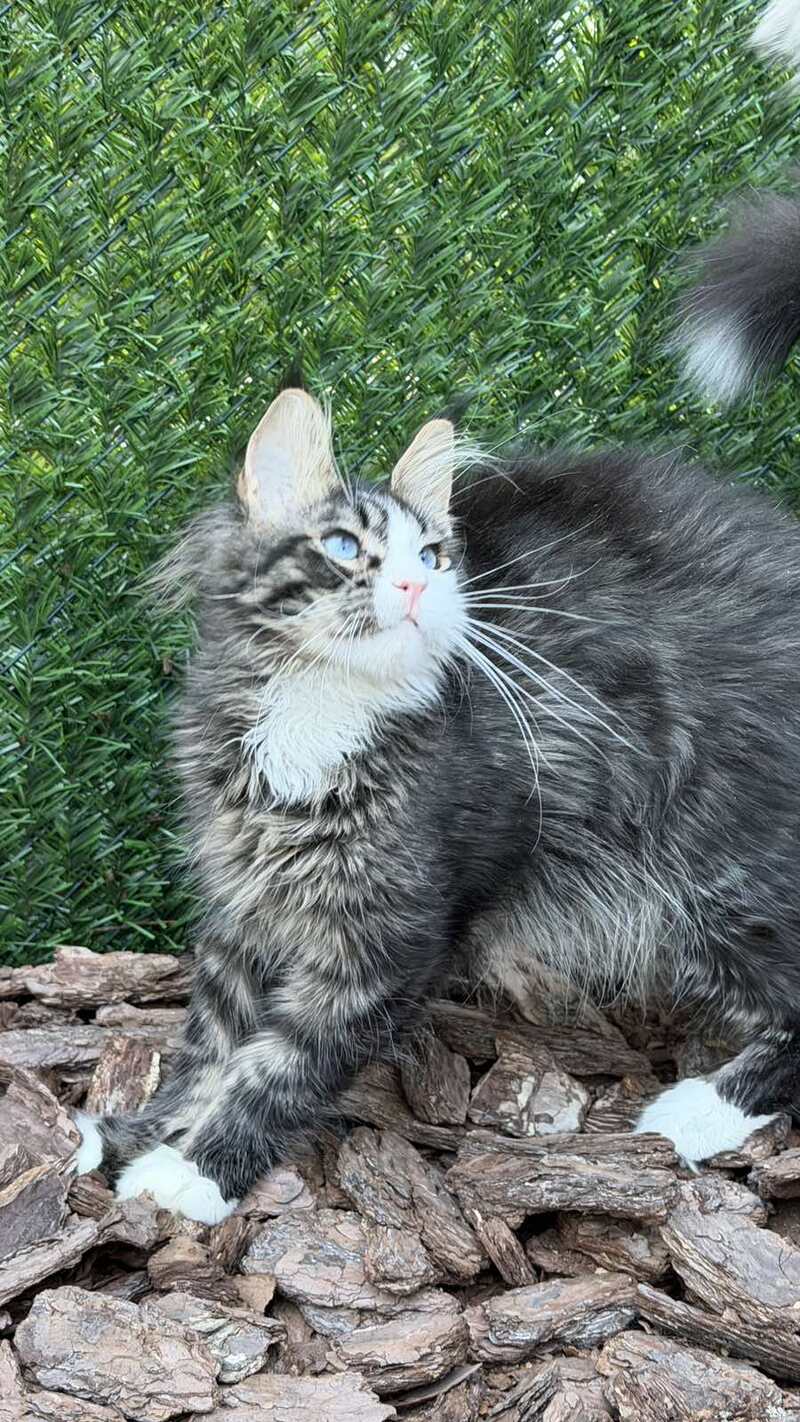 Dior Maine Coon male, black tabby with white