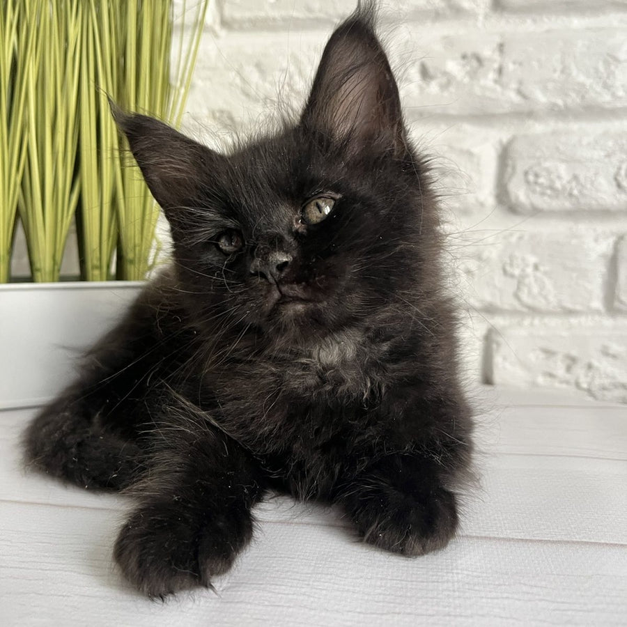 Kenzo Maine Coon male, black