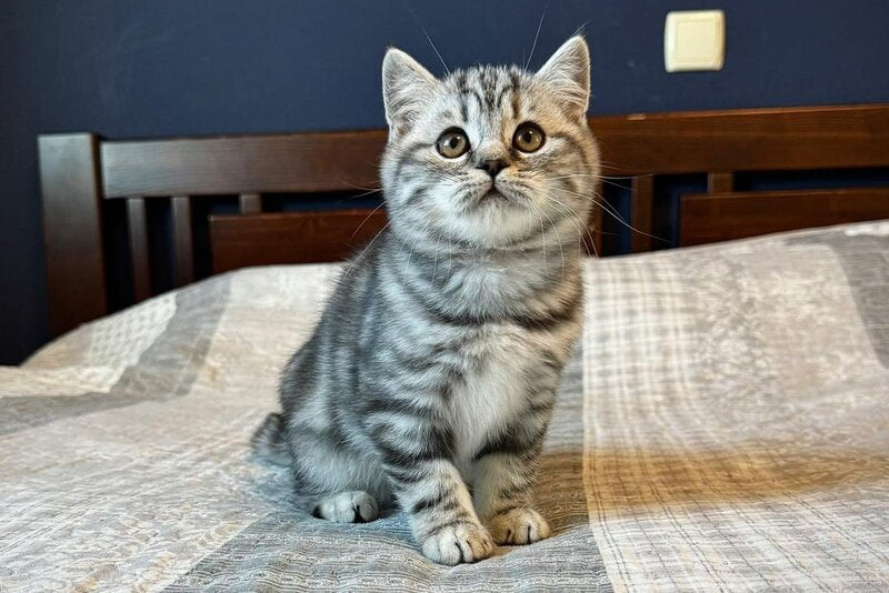 Jessica Scottish Straight female, black silver tabby