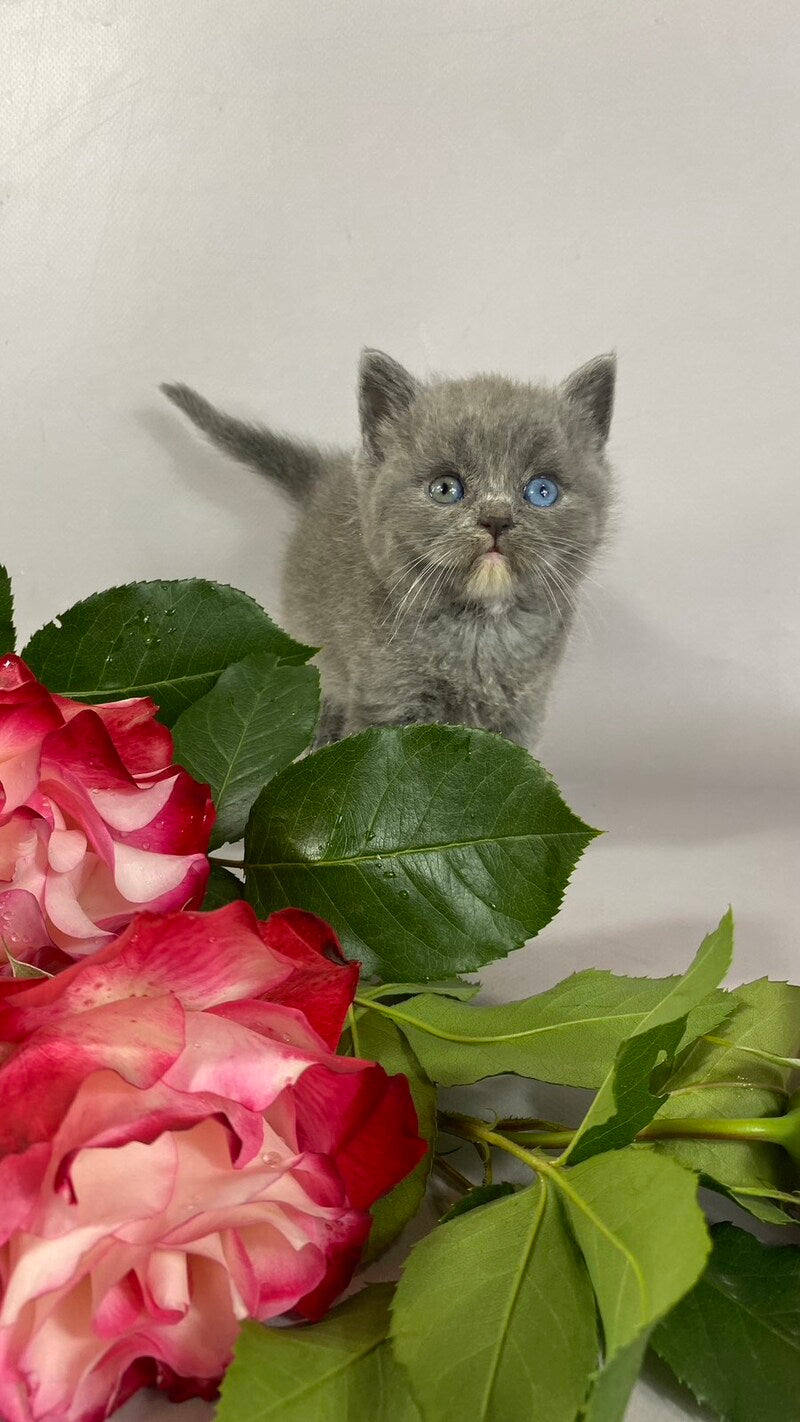 Adel British Shorthair female blue with white - live animals