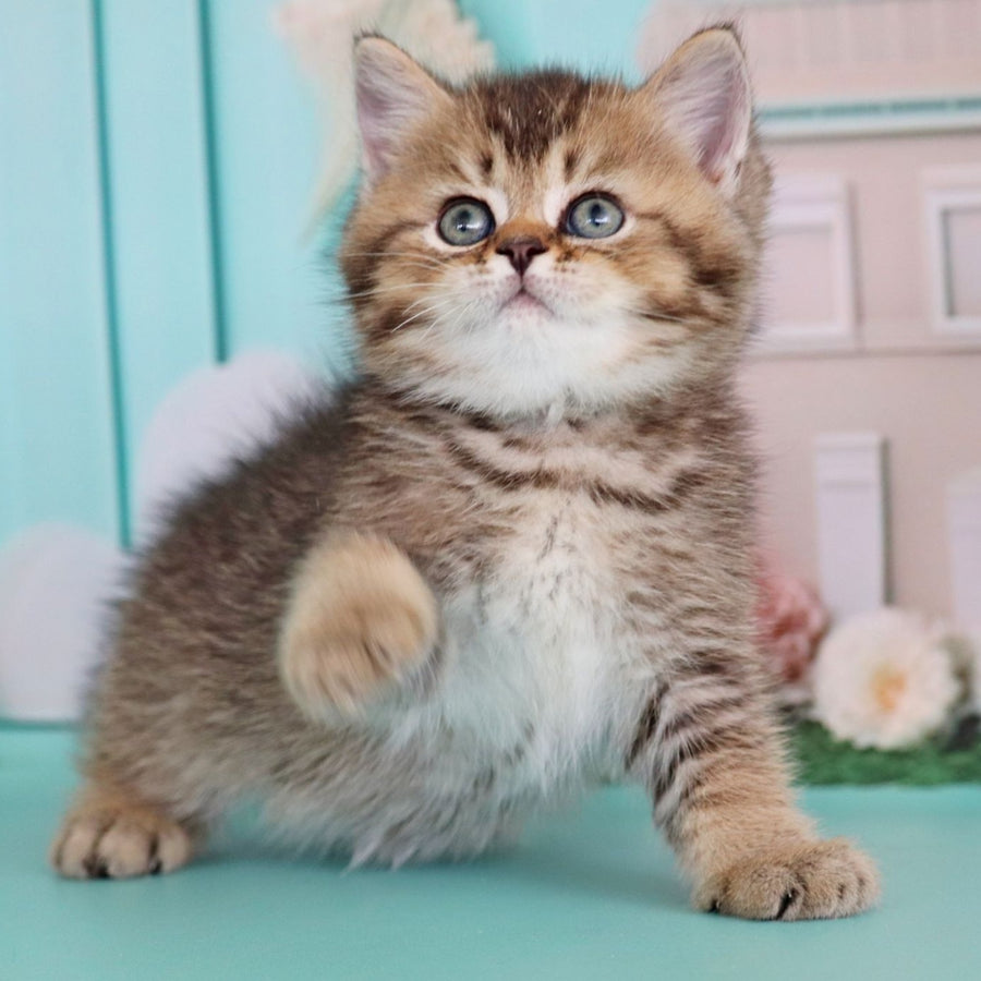 Xander British Shorthair male, black ticked tabby