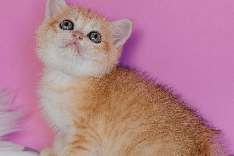 Flower Scottish Straight female, black golden spotted tabby