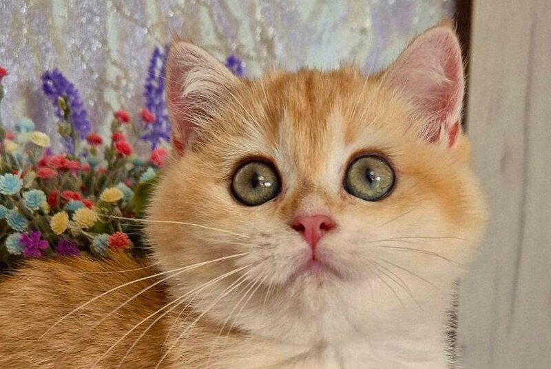 Milanna British Shorthair female, black golden chinchilla