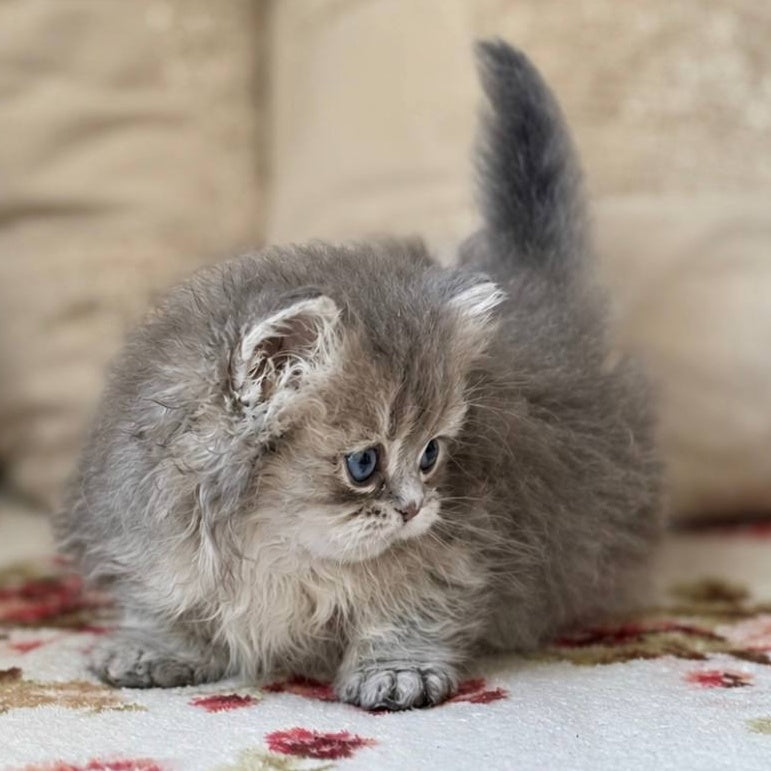 Sandra Munchkin female, blue ticked tabby