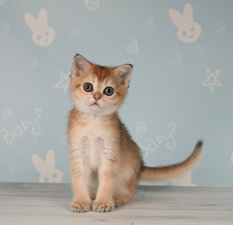 Cassiopeia Scottish Straight female, black golden ticked tabby