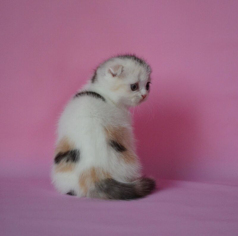 Mira Scottish Fold female, black tortie silver harlequin