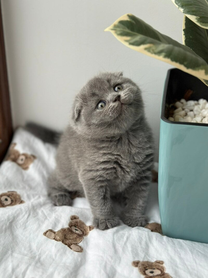 Xenia Scottish Fold female blue live animals