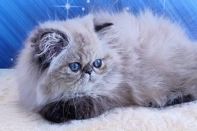 Tara Persian female, black tabby pointed