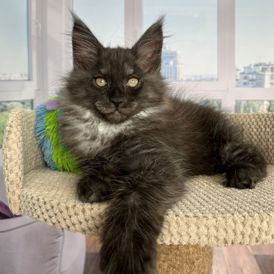 Ronald Maine Coon male, black silver