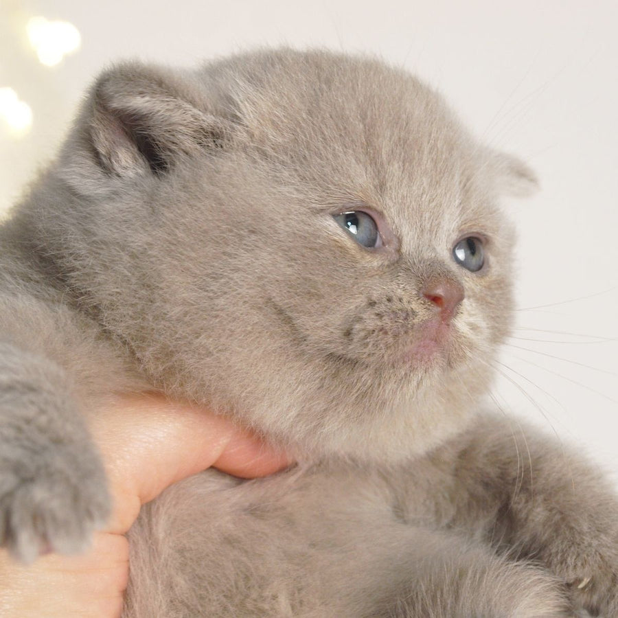 Perl British Shorthair female, lilac