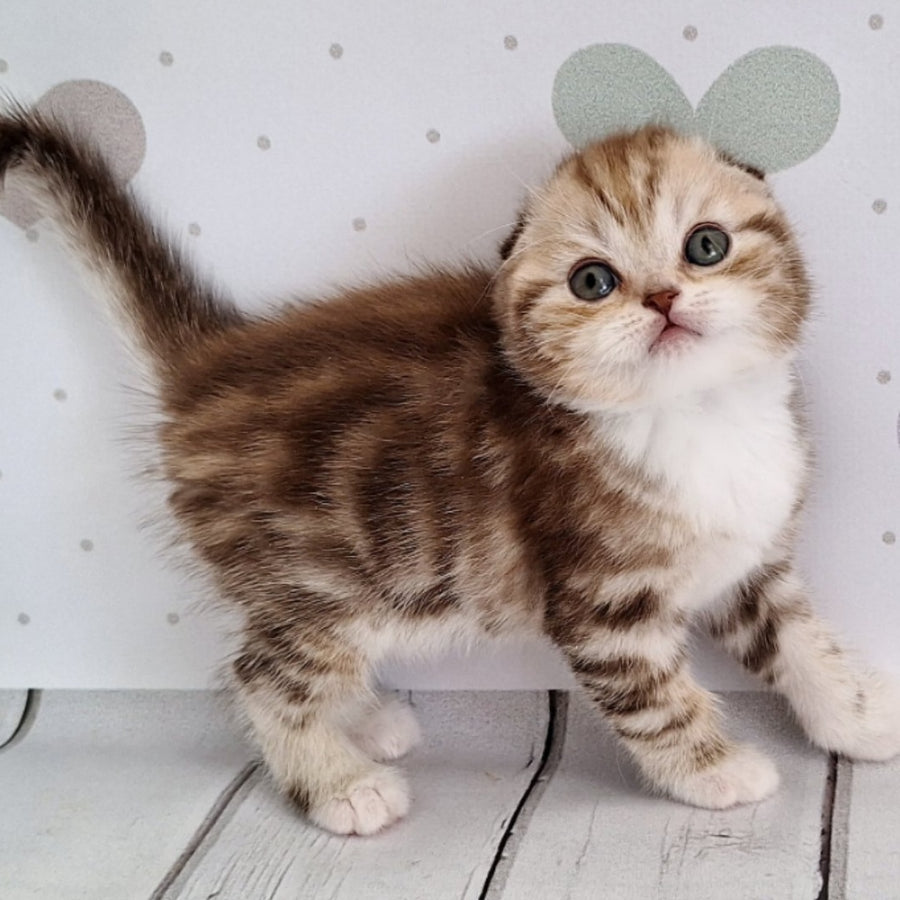 Armani Scottish Fold male, chocolate silver tabby bicolour