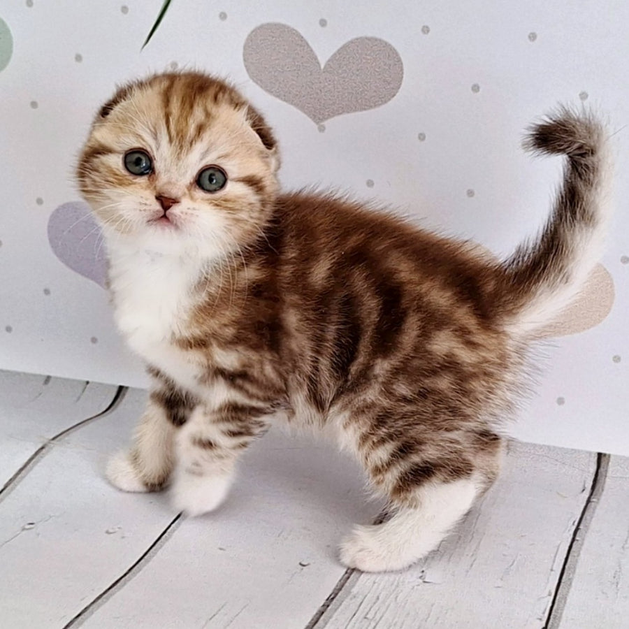 Armani Scottish Fold male, chocolate silver tabby bicolour