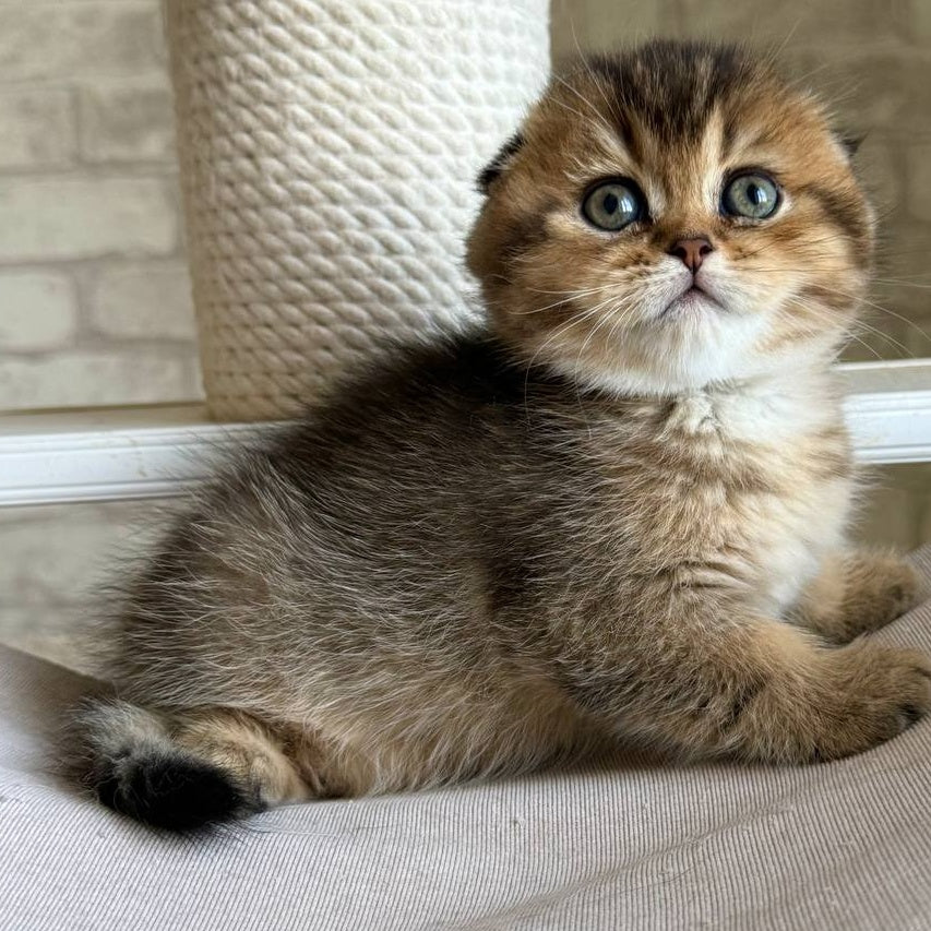 Fiona Scottish Fold female, black golden ticked tabby