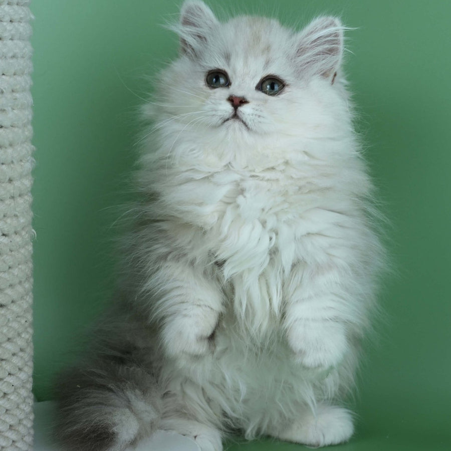 Jane Munchkin female, chocolate silver shaded
