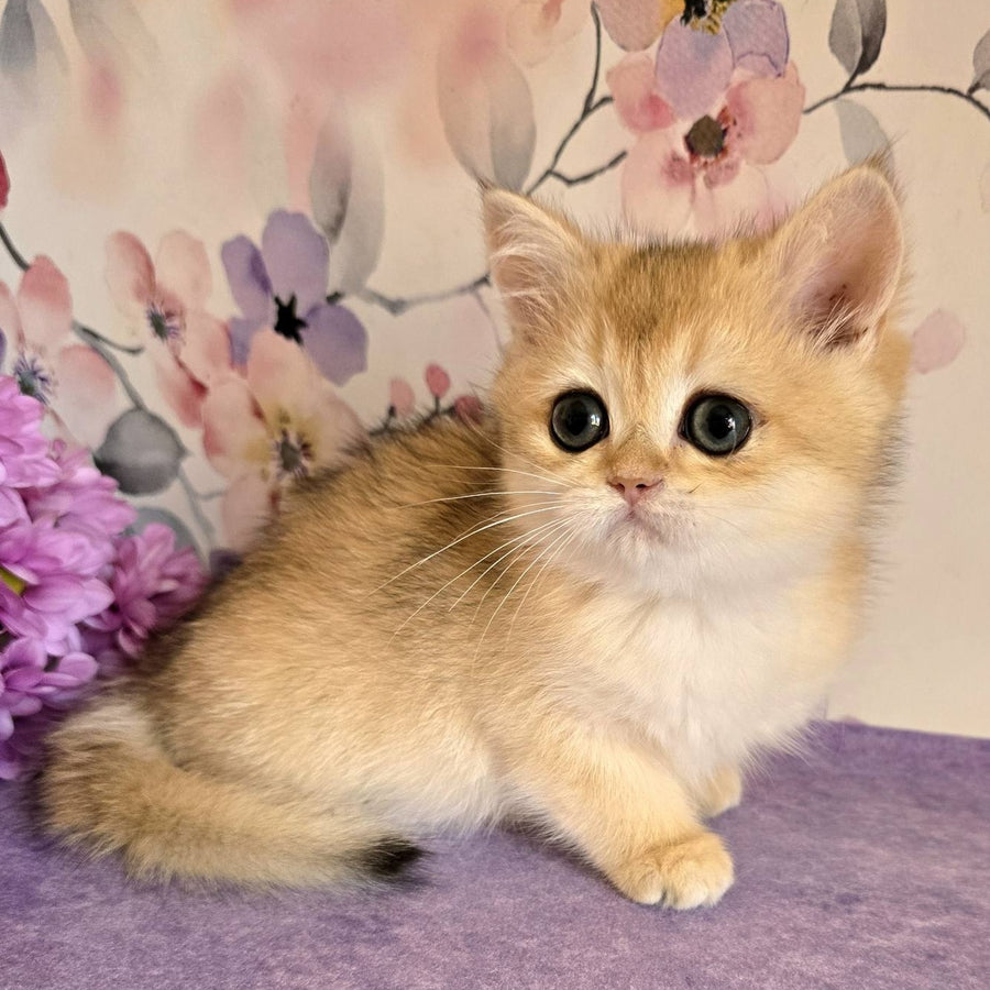 Alice British Shorthair female, black golden shaded