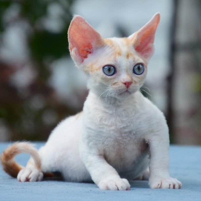 Garold Devon Rex male, red tabby harlequin