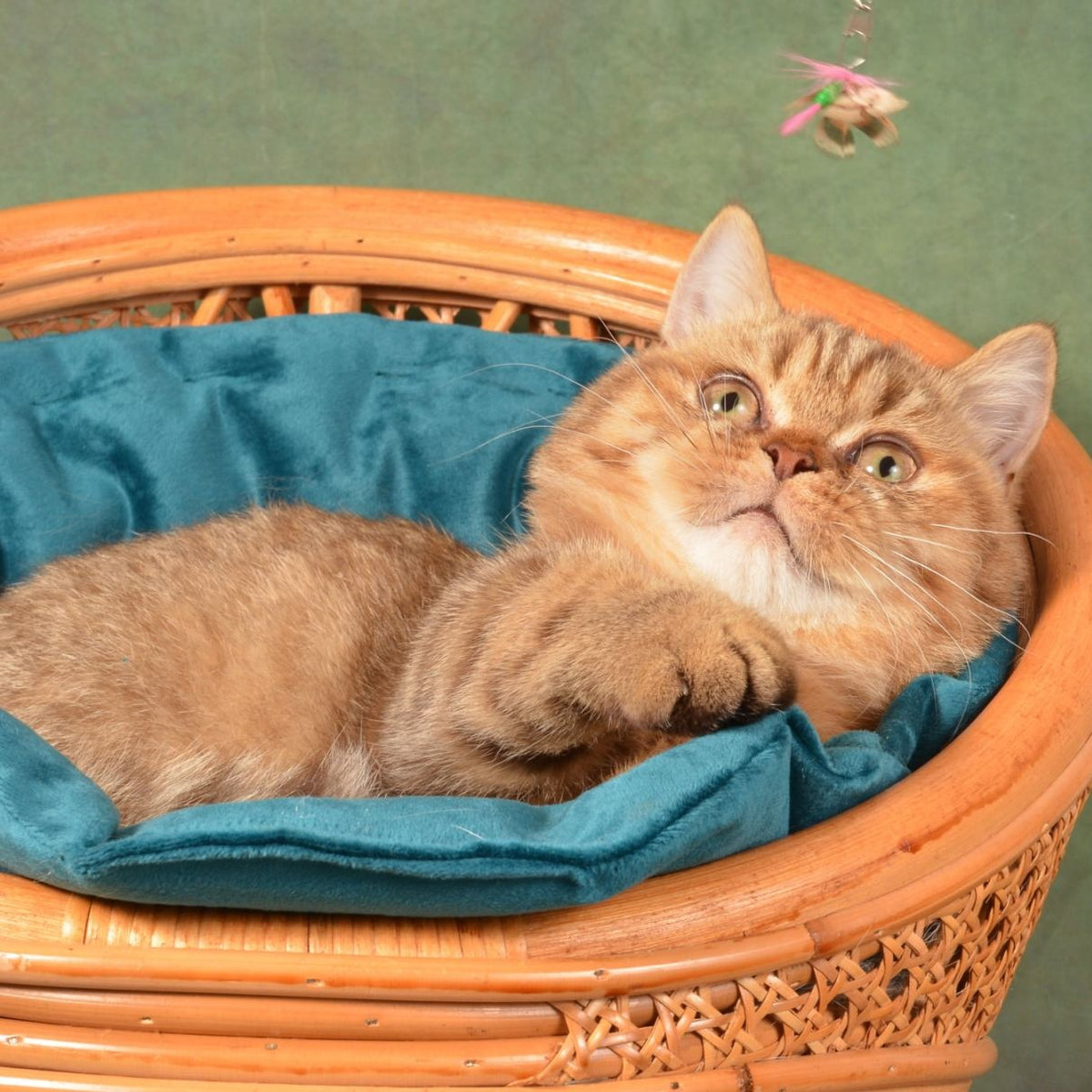 Holly Munchkin female, chocolate ticked tabby