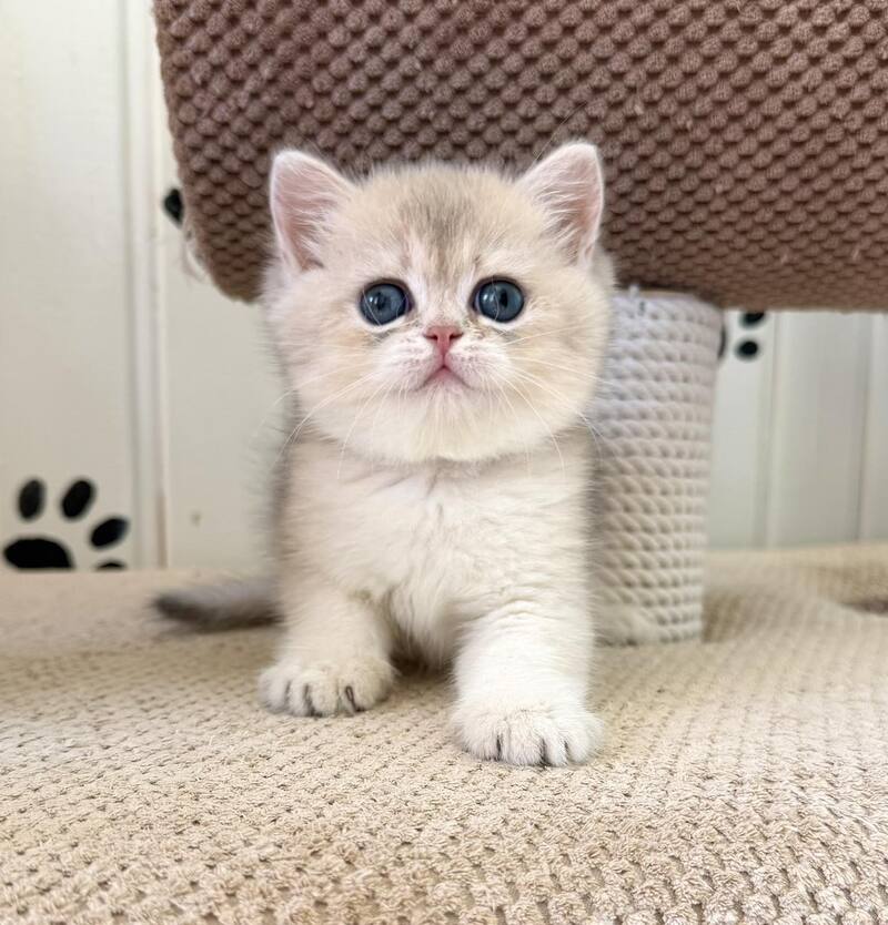 Caramelka British Shorthair female, blue golden shaded