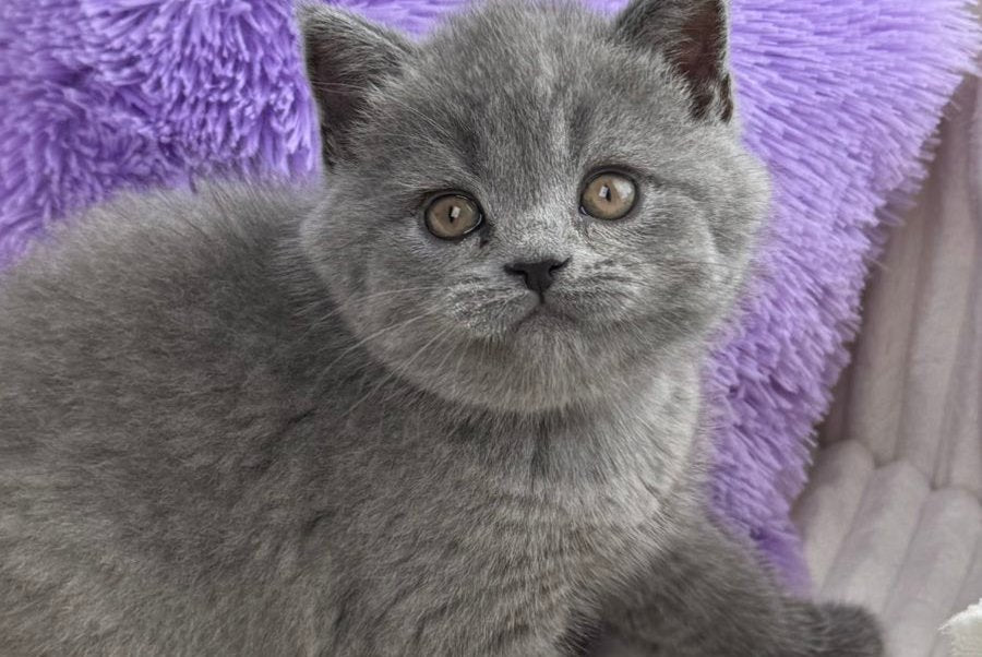 Aster Scottish Straight female, blue