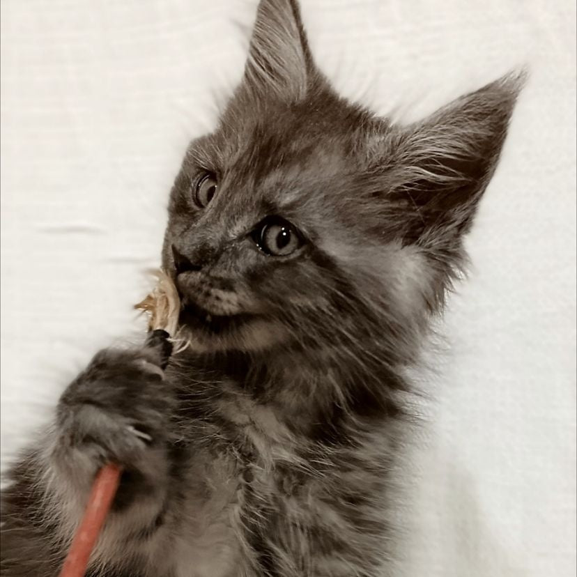 Forensic Maine Coon male, black silver