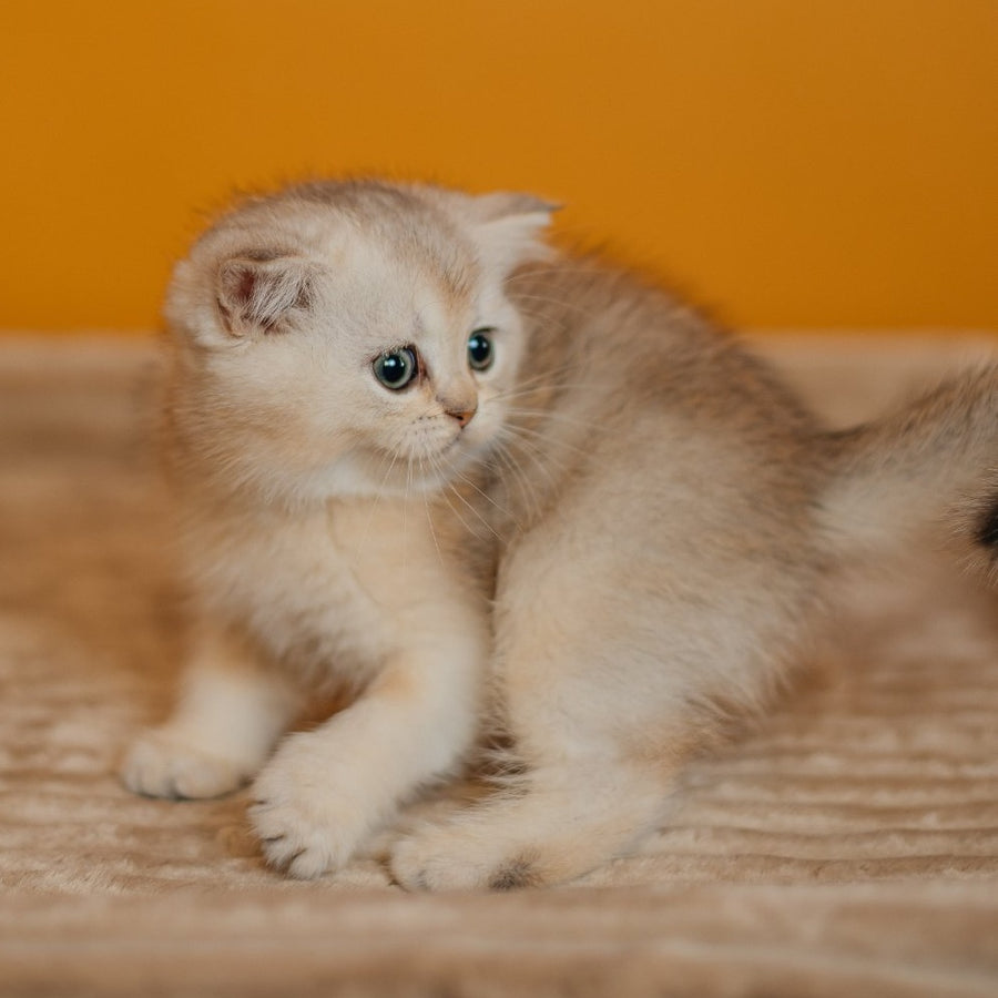 Elza Scottish Straight female, black silver ticked tabby