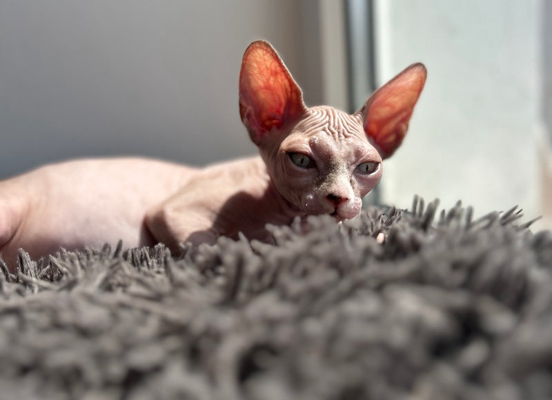 Sima Canadian Sphynx female, blue