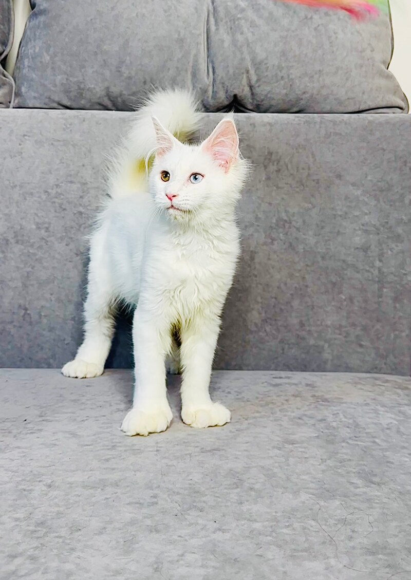Pearla Maine Coon female, white