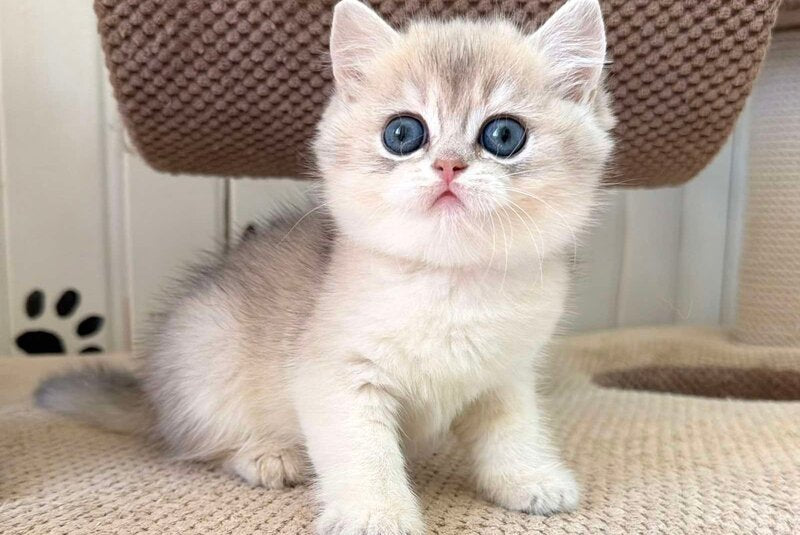 Cristian British Shorthair male, blue golden shaded