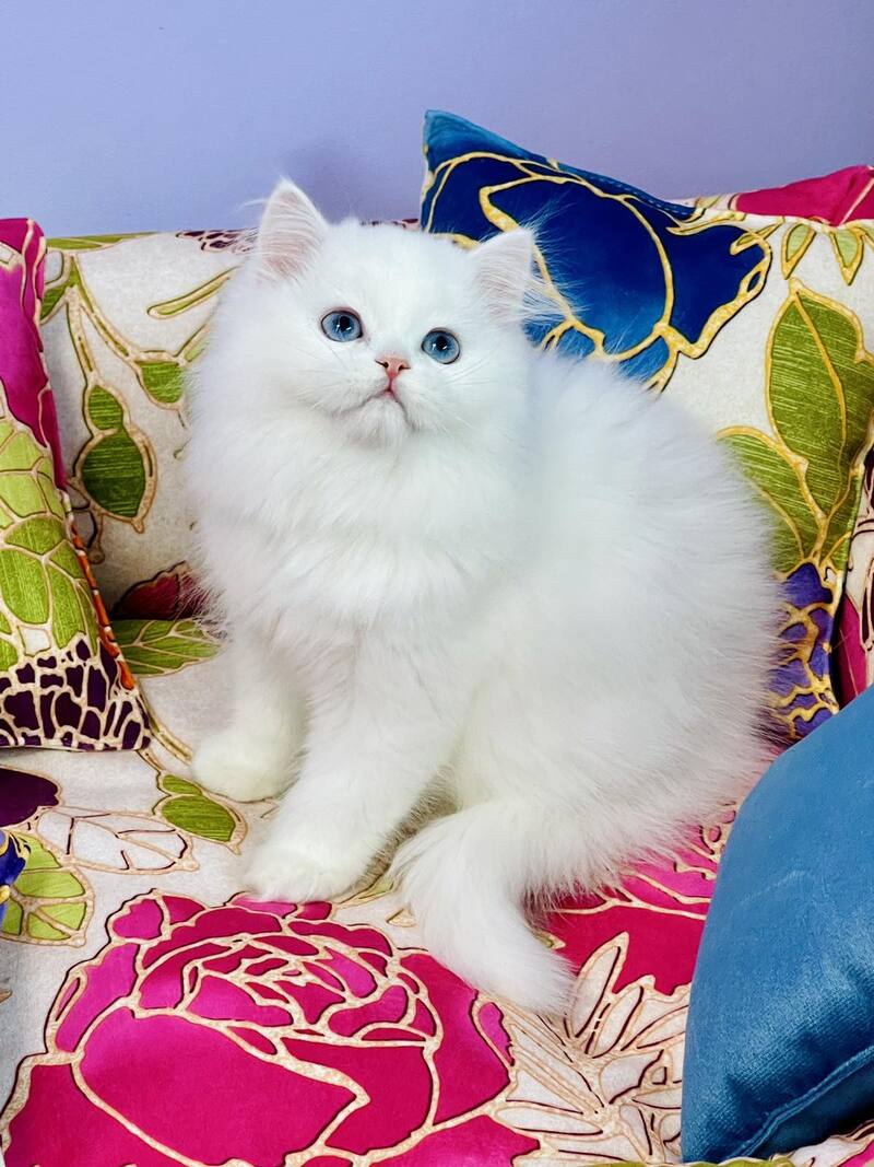 Marcy Scottish Straight male, white