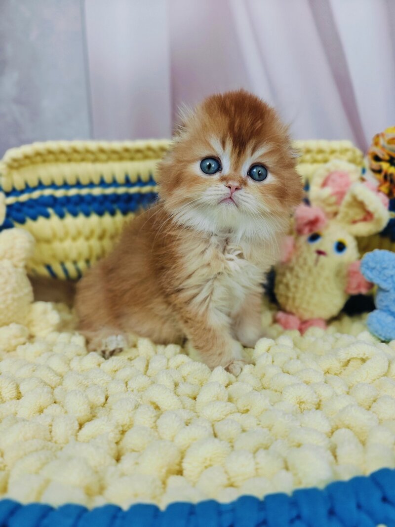 Bruno Scottish Fold male chocolate golden chinchilla live animals