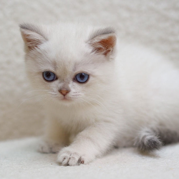 Bi Bi Scottish Straight female, blue tabby pointed